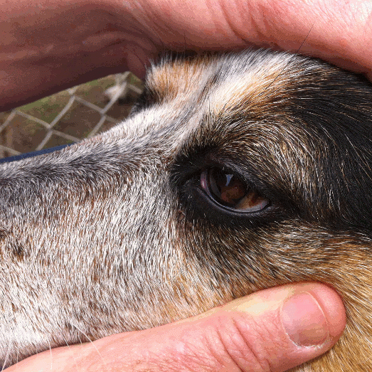 corneal scratch dog